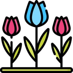 Tulips