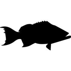 Scamp grouper fish
