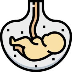 Fetus