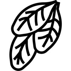 Spinach
