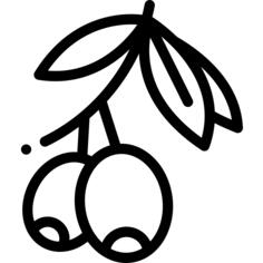 橄榄