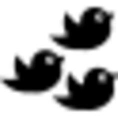 Birds group