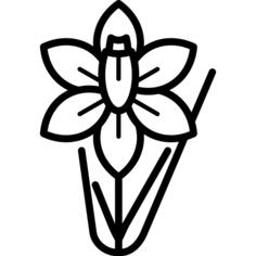Daffodil