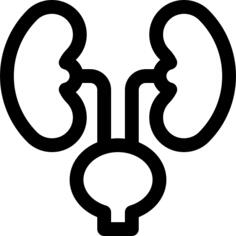 Kidneys