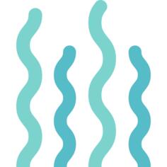 Seaweed