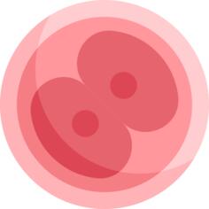 卵子