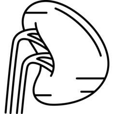 Human Spleen