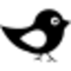 Bird of black and white feathers