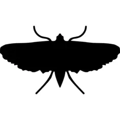 Moth insect shape