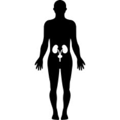 在一个常设男性身体黑色剪影里面的人的臀部骨头