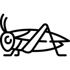 Cricket
