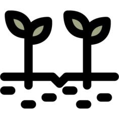 豆芽