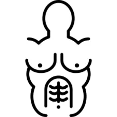 上半身肌肉观