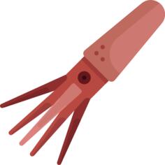 Squid