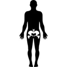 Hips human body part