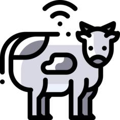 Cattle