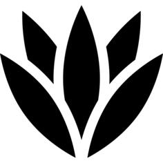 Agave