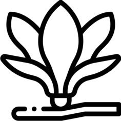 玉兰
