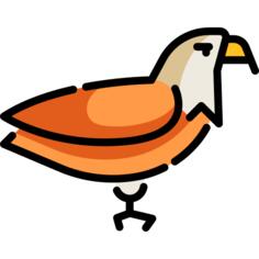 鹰