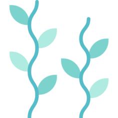 海草