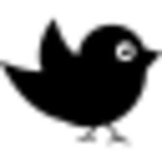 Black bird