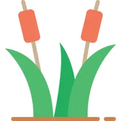 Reeds