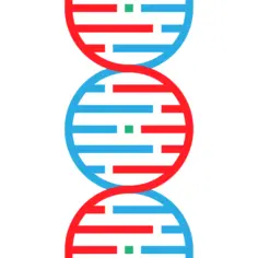 Dna
