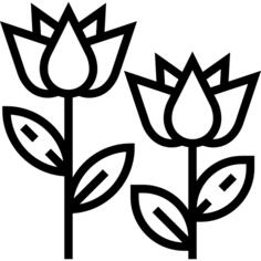 郁金香