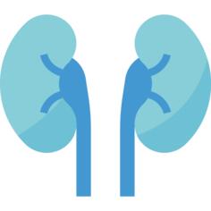 Kidneys