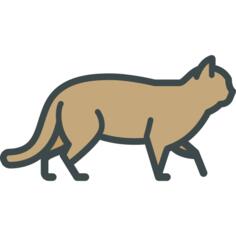 Wild cat