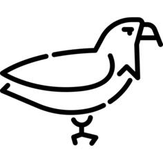 鹰
