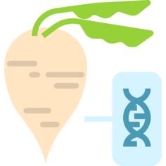 Sugar beet