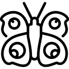 孔雀蝴蝶