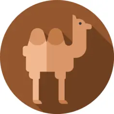 Camel