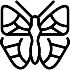 橙色尖蝴蝶