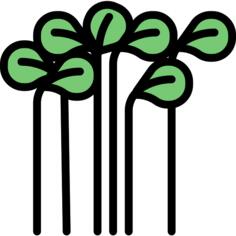 Cress