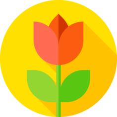 郁金香
