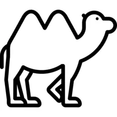 Camel