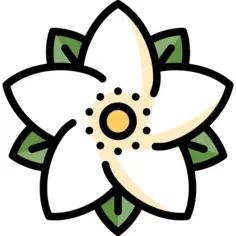 Poinsettia