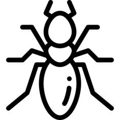 Insect