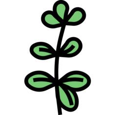 Oregano