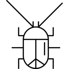 Cockroach animal