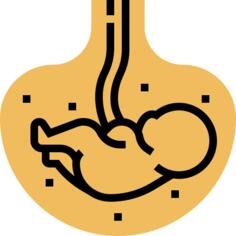 Fetus