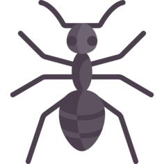 Ant
