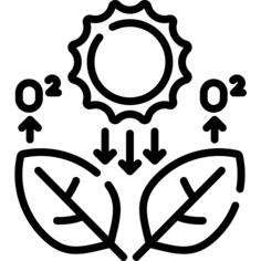 光合作用