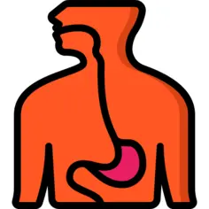 Esophagus