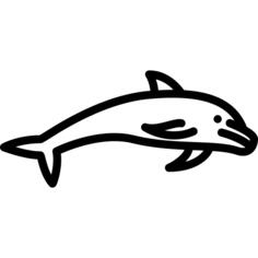 Dolphin Jumping