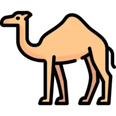 Camel