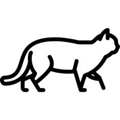 Wild cat