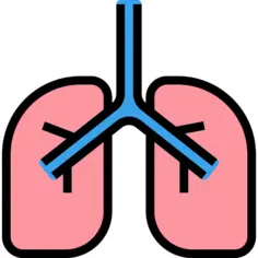 Lungs